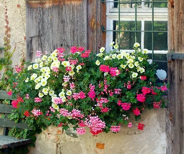 Adler Oberdorf * Langenargen